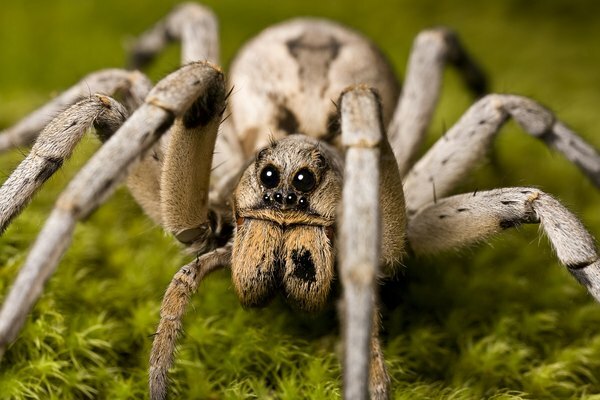 Detail vlčího pavouka na mechu.