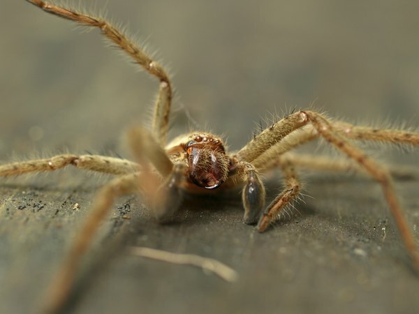 Laba-laba pemburu lebih suka hidup di celah-celah kayu.