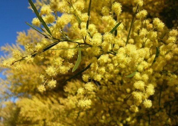 Golden wattle blossoms er den nasjonale blomsten i Australia.