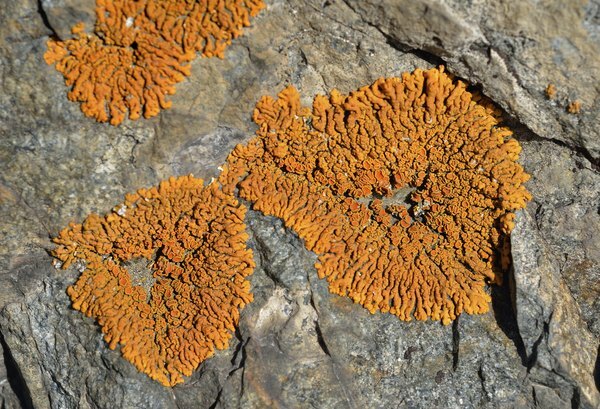 Clusters van oranje korstmos groeien op een rotswand.