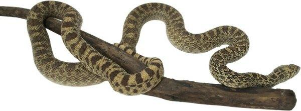 Razlika između zmija Gopher & Rattlesnakes