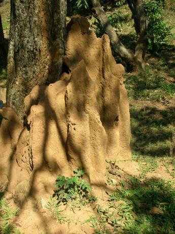 Las termitas y los protozoos dentro de sus cuerpos están en lo que se llama una relación mutualista, dependiendo el uno del otro para sobrevivir.