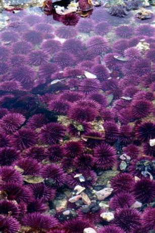 Колония морских ежей может напоминать клумбу цветов - это жало.