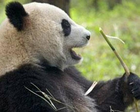 Los pandas gigantes hacen una variedad de sonidos