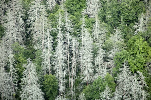 Multe boli și dăunători non-nativi s-au infiltrat în pădurile temperate din S.U.A.