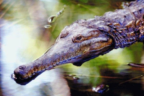 Американський крокодил полює на здобич у прісних водоймах.