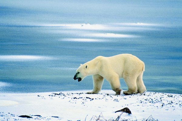 Los osos polares se ven afectados por el derretimiento de los casquetes polares