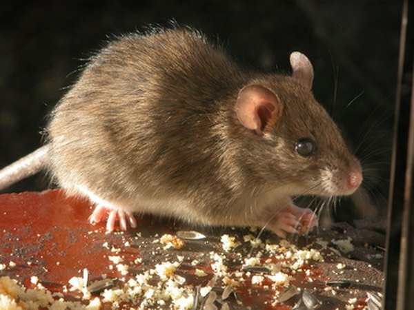 El ratón de campo generalmente se alimenta por la noche y se esconde en su madriguera durante el día.