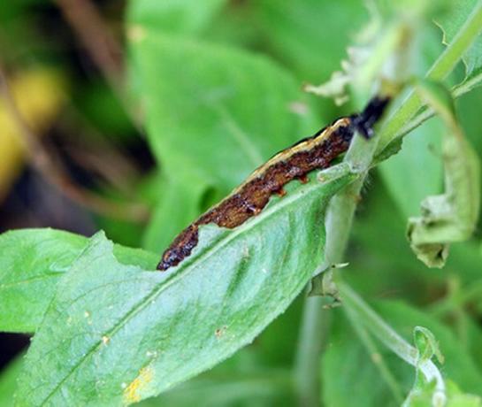 Håndplukking av larver fra hageplanter kan være et effektivt middel til å kontrollere.