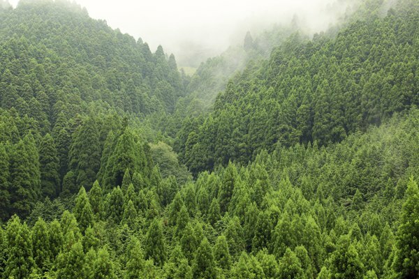 Hutan pohon pinus yang rimbun di pegunungan.