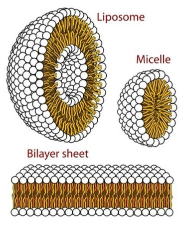Fosfolipidne membrane, Wikipedia.