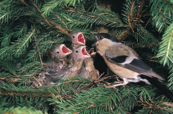 Fugler som spiser furufrø