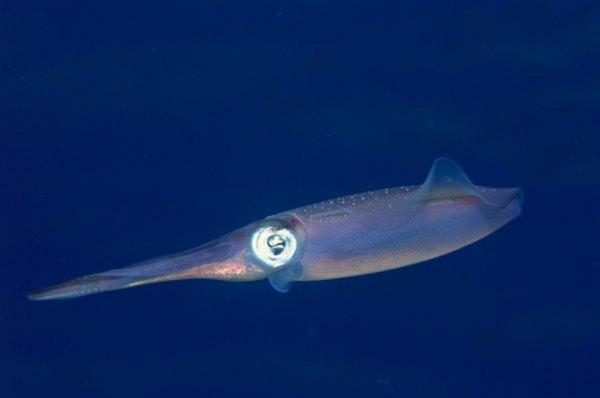 De meeste inktvissen leven in de mesopelagische regio, die soms de schemerzone wordt genoemd.