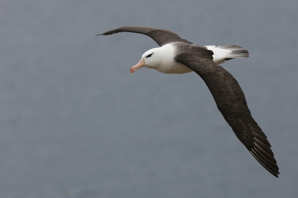 Jotkut todisteet viittaavat siihen, että mustanruskea albatrossi voi varjostaa orkoja merellä.