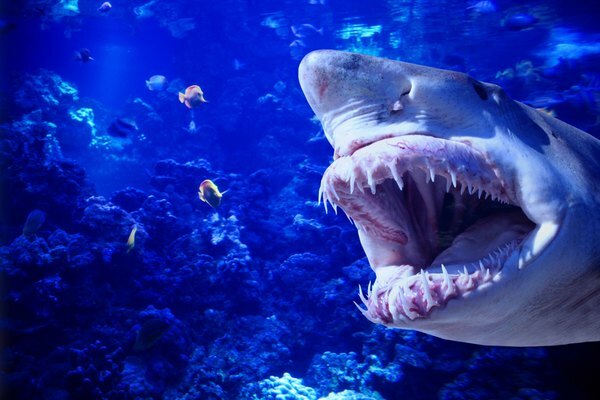 外洋には、大型の魚種や海の哺乳類が生息しています。