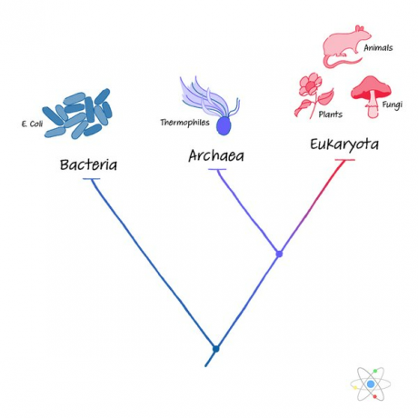 Archaea: structuur, kenmerken en domein