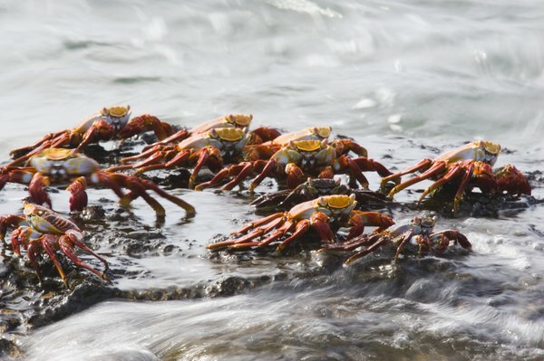 Crabii de apă pot trăi adânc în ocean.