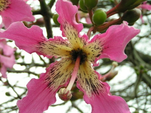 La flor de ceiba proporciona néctar para las abejas melíferas.