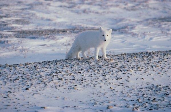 Der Polarfuchs ist ein Fleischfresser der arktischen Tundra