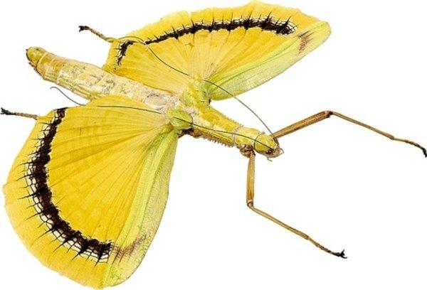 이 스틱 곤충이 당신이 나쁜 맛의 나비임을 확신시킬 수 있습니까?