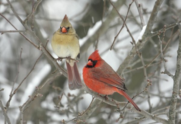 Information om kardinalfågeln