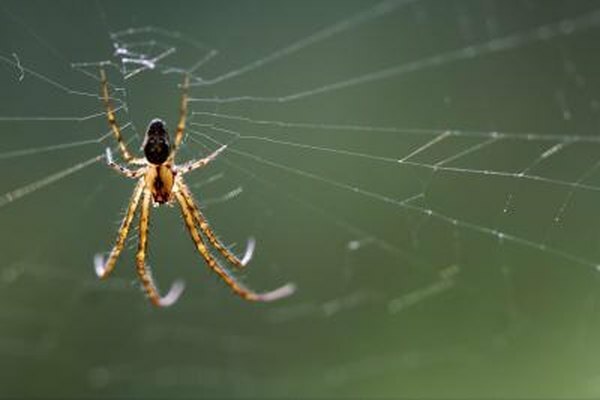 Ruskea yksinäinen hämähäkki kutoo verkkoa.