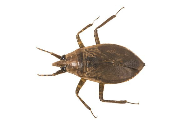 Insekter og insekter som ser ut som kakerlakker