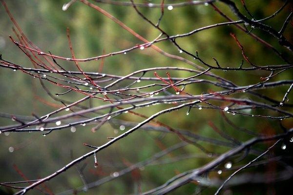 पृथ्वी पर प्रत्येक जलवायु अपनी तरह और वर्षा की मात्रा प्राप्त करती है।