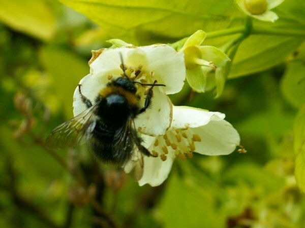 Las abejas son uno de los polinizadores más prolíficos.