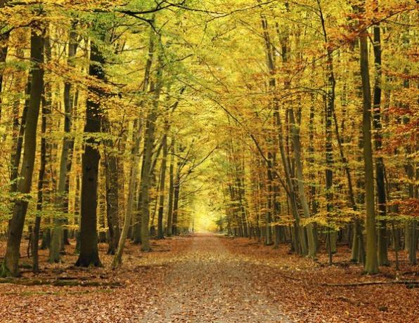 Sentiero attraverso la foresta