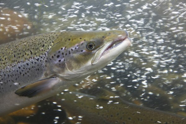 Lachs kann in Tundragewässern gefunden werden