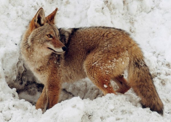 Kojoten können ihre Krallen nicht zurückziehen und hinterlassen oft kleine Krallenspuren in ihren Spuren.