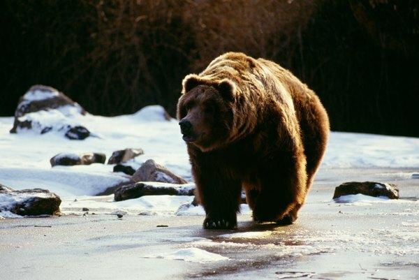 Urși Grizzly