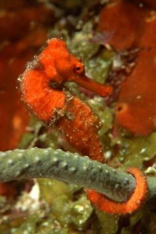 El caballito de mar usa su cola para anclarse y esperar la comida.