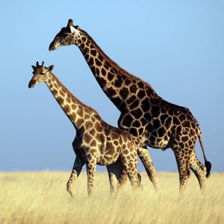 Girafes