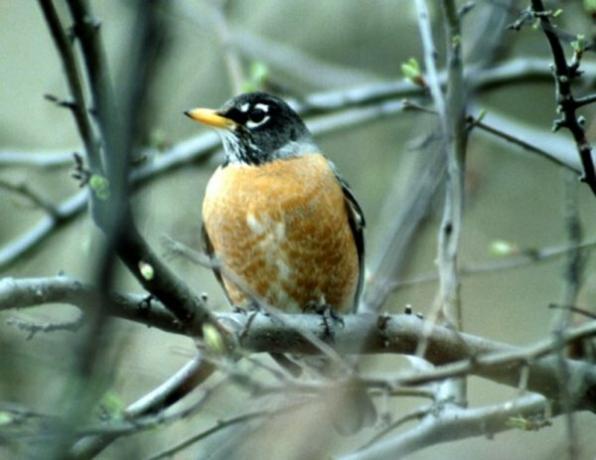 Robins adora carvalhos.