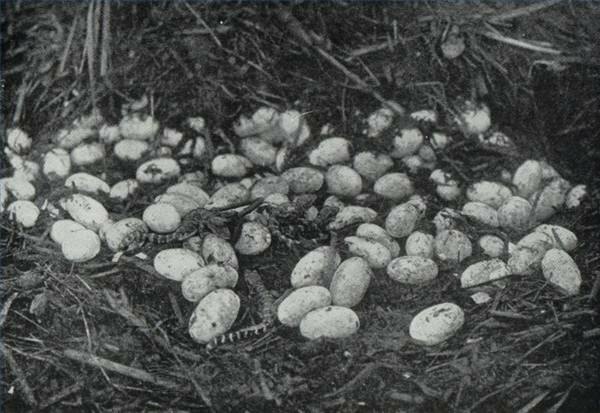 Telur buaya dan tukik baru.