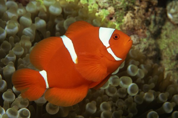 Clown anemonefish ცხოვრობს ოკეანეებში.