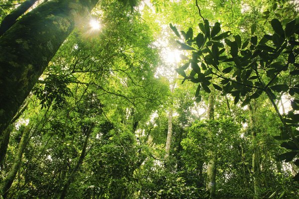Multe grupuri nonprofit lucrează pentru a reduce cererea clienților pentru articole din pădurea tropicală.