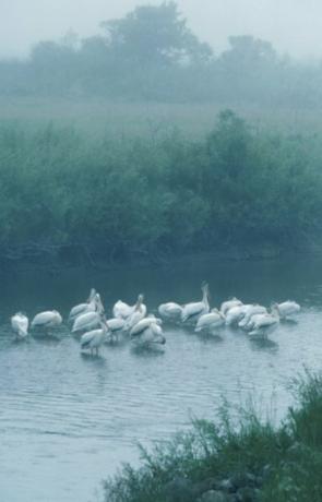 Las grullas siberianas anidan en los humedales de la taiga rusa.