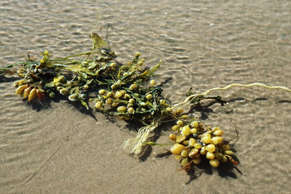 რა მცენარეები ცხოვრობენ ატლანტის ოკეანეში?
