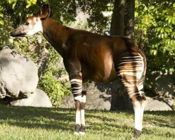 Ένας ενήλικος okapi.