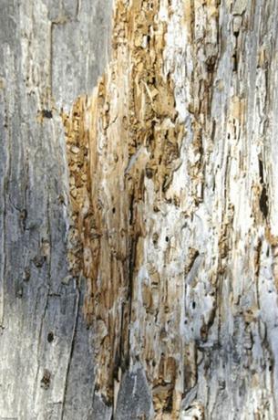 Терміти ковтають деревну целюлозу, але вони не виробляють ферментів, щоб розщепити її на засвоювані сполуки.