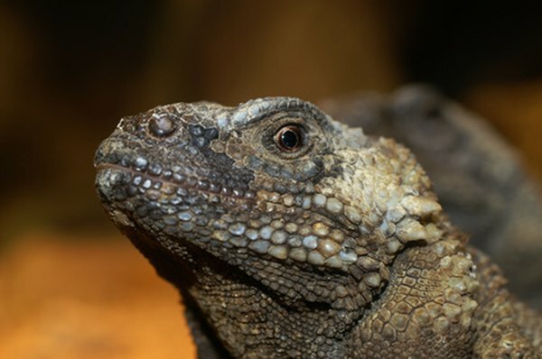 El chuckwalla es la segunda especie de lagarto estadounidense más grande.