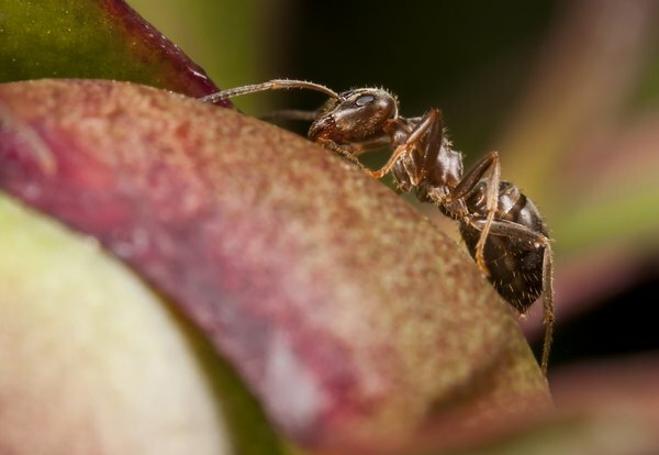 Farao-myrer er et andet naturligt rovdyr af bed bug.