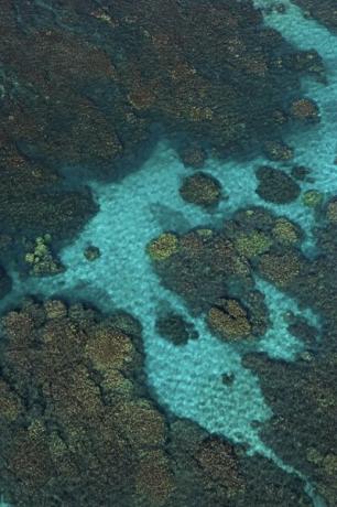 Tropiske korallrev økosystemer forekommer i grunt vann nær kysten.