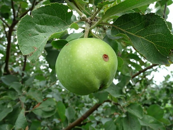 La fruta madura alberga una alta tasa de respiración.