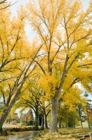 El otoño convierte las hojas de los árboles en oro.