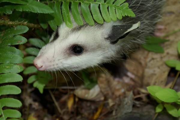 Opossum-trykk kan sees både i byen og på landsbygda.