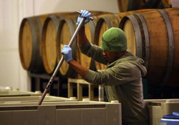 التخمر الذي تقوم به الخميرة أثناء إنتاج النبيذ هو شكل من أشكال التنفس اللاهوائي.